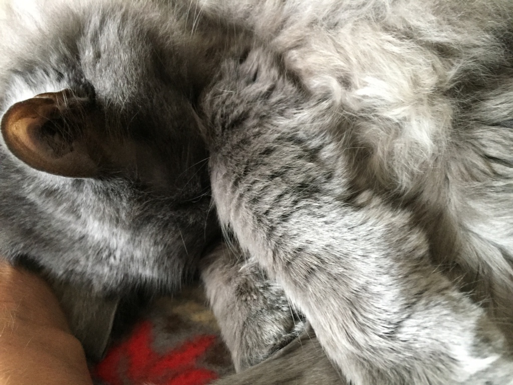 SamKitty_2015_furryUpClose.jpg