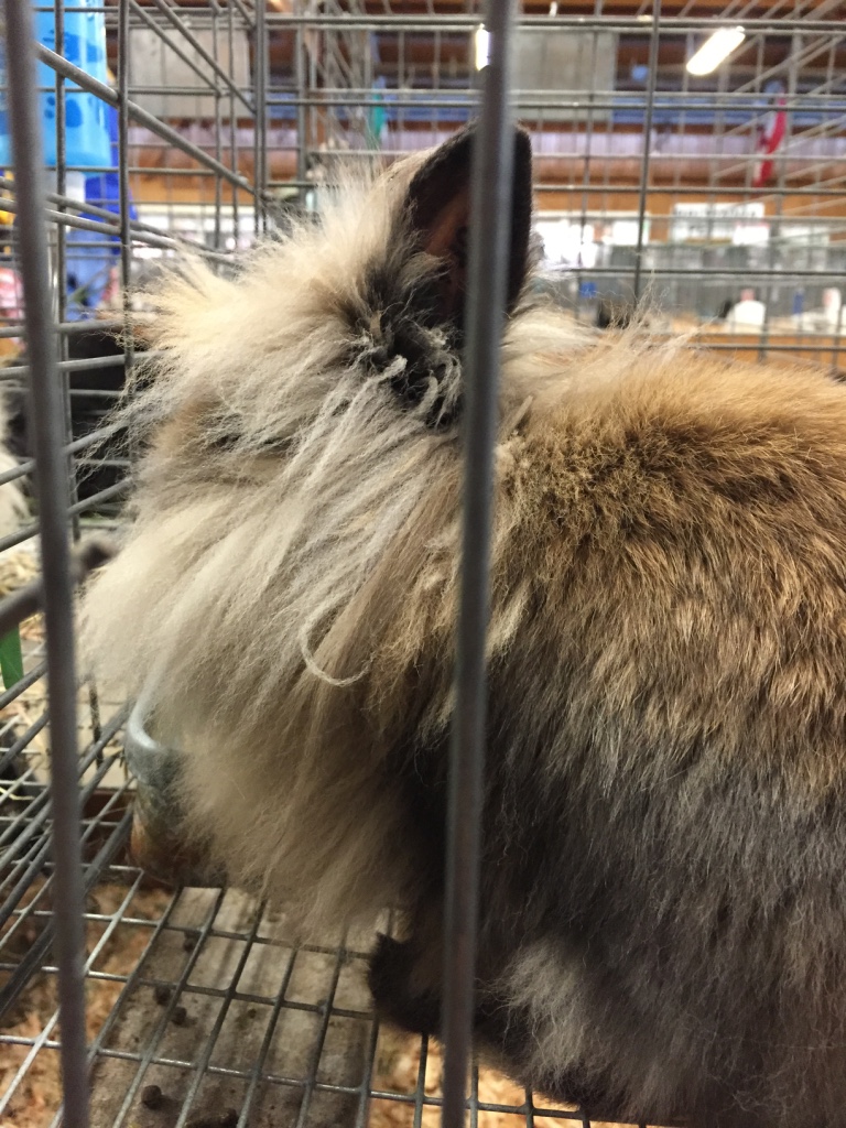 furryBunny_StateFair_2015.jpg